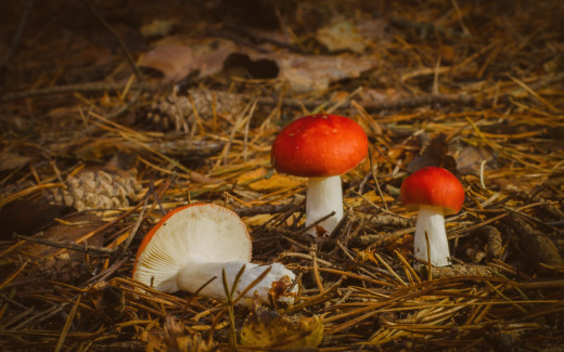 985975 (a): :2560x1600